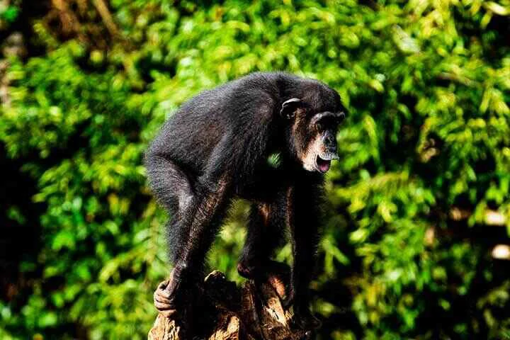 Chimpanzee on  a tree trunk